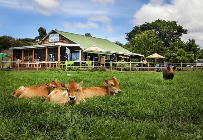 Nature'S Valley Health Retreat A Hide Away In The Forest Eksteriør billede